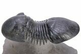 Flying Paralejurus Trilobite - Atchana, Morocco #230342-3